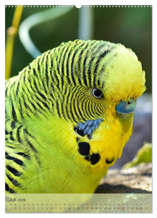 Süße Wellensittiche (CALVENDO Premium Wandkalender 2026)