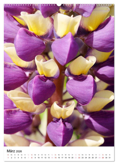Blüten - Ein Fest der Formen und Farben (CALVENDO Wandkalender 2026)