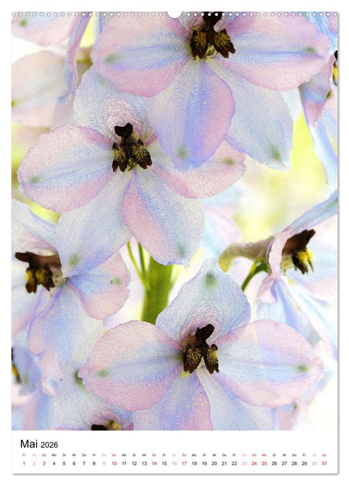 Blüten - Ein Fest der Formen und Farben (CALVENDO Wandkalender 2026)