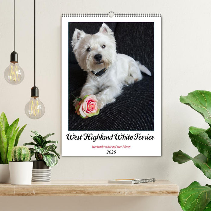 West Highland White Terrier - Herzensbrecher auf vier Pfoten (CALVENDO Wandkalender 2026)