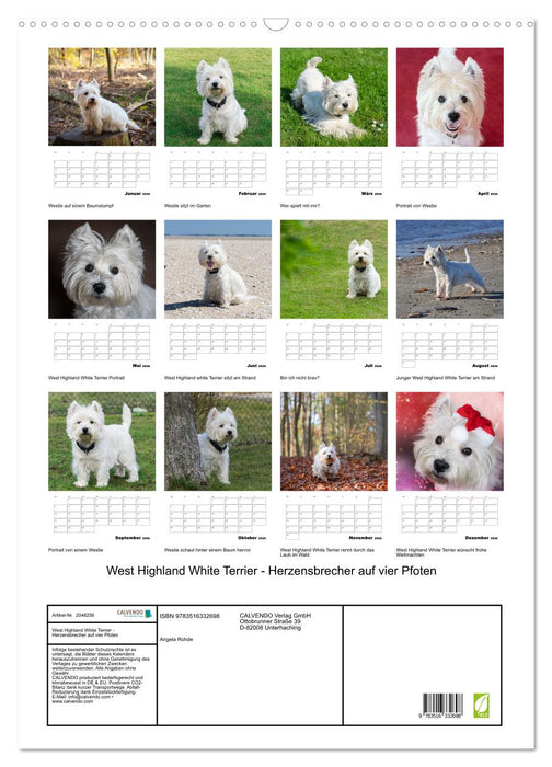 West Highland White Terrier - Herzensbrecher auf vier Pfoten (CALVENDO Wandkalender 2026)