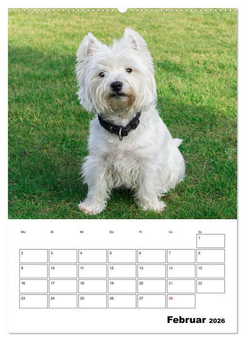 West Highland White Terrier - Herzensbrecher auf vier Pfoten (CALVENDO Wandkalender 2026)