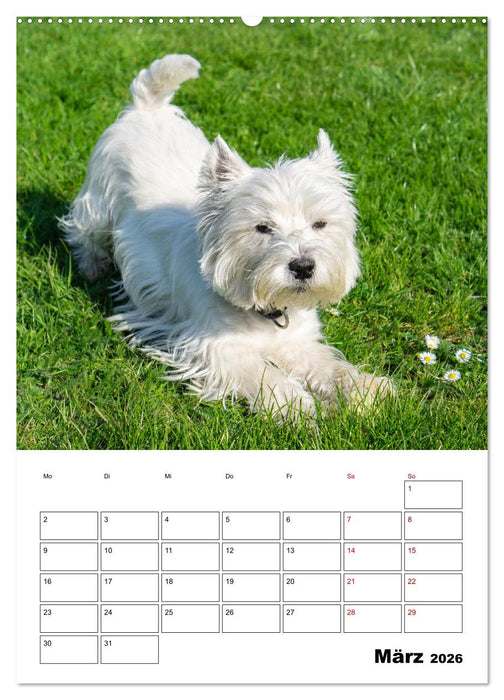 West Highland White Terrier - Herzensbrecher auf vier Pfoten (CALVENDO Wandkalender 2026)