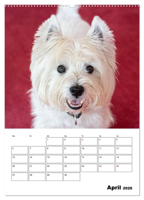 West Highland White Terrier - Herzensbrecher auf vier Pfoten (CALVENDO Wandkalender 2026)
