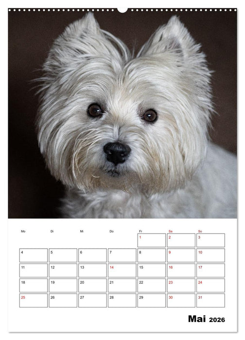 West Highland White Terrier - Herzensbrecher auf vier Pfoten (CALVENDO Wandkalender 2026)