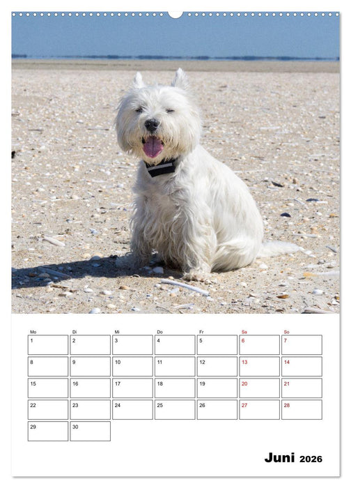 West Highland White Terrier - Herzensbrecher auf vier Pfoten (CALVENDO Wandkalender 2026)