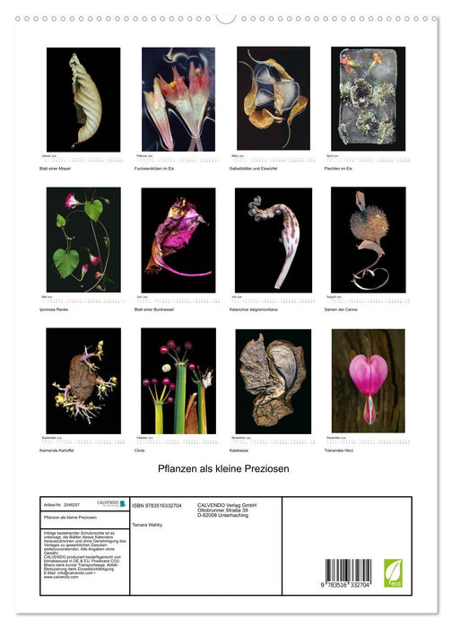 Pflanzen als kleine Preziosen (CALVENDO Premium Wandkalender 2026)