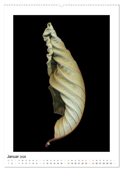 Pflanzen als kleine Preziosen (CALVENDO Premium Wandkalender 2026)