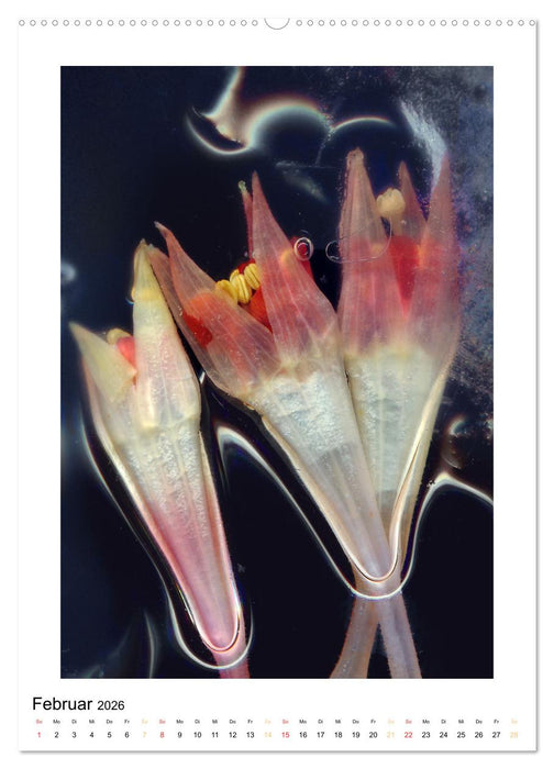 Pflanzen als kleine Preziosen (CALVENDO Premium Wandkalender 2026)