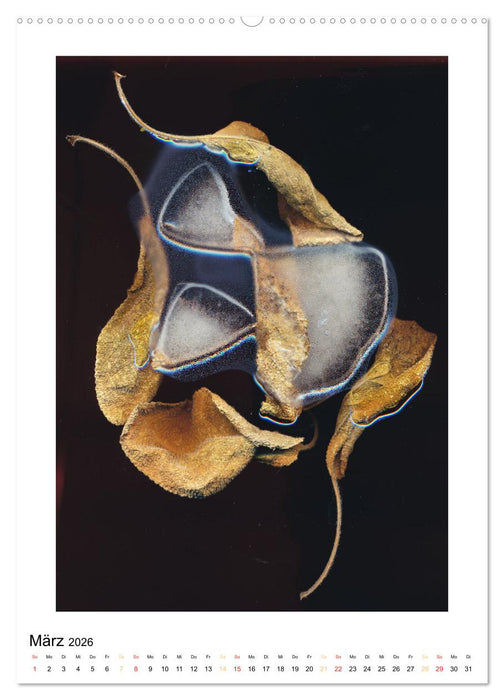 Pflanzen als kleine Preziosen (CALVENDO Premium Wandkalender 2026)