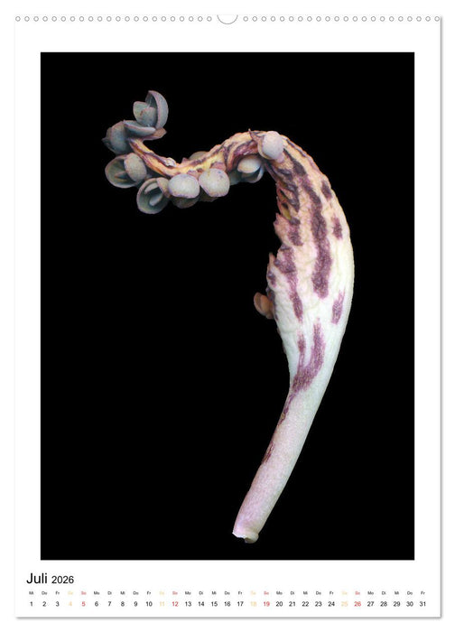 Pflanzen als kleine Preziosen (CALVENDO Premium Wandkalender 2026)