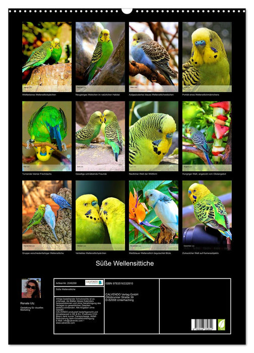 Süße Wellensittiche (CALVENDO Wandkalender 2026)