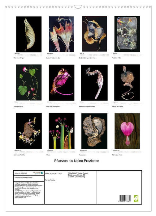 Pflanzen als kleine Preziosen (CALVENDO Wandkalender 2026)