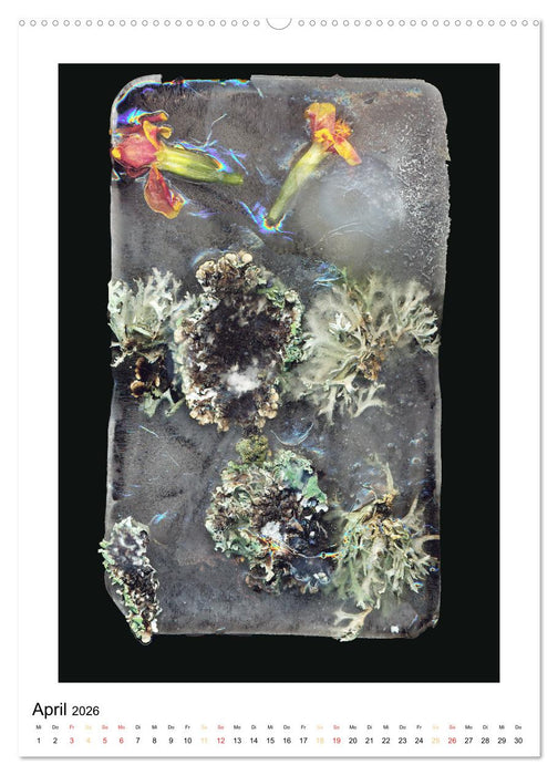 Pflanzen als kleine Preziosen (CALVENDO Wandkalender 2026)