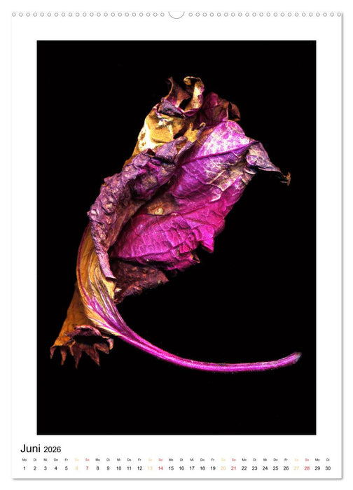 Pflanzen als kleine Preziosen (CALVENDO Wandkalender 2026)