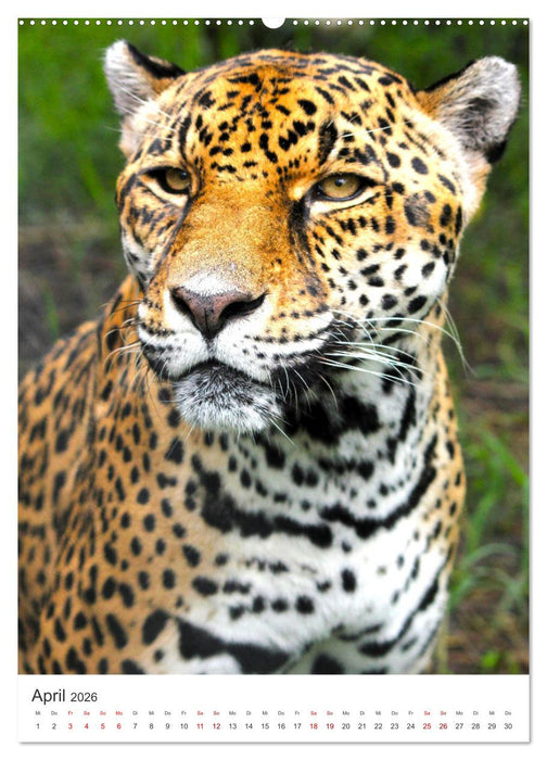 Leoparden - Die Beute im Visier. (CALVENDO Premium Wandkalender 2026)