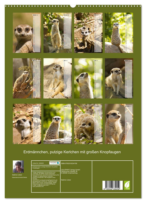 Erdmännchen, putzige Kerlchen mit großen Knopfaugen (CALVENDO Premium Wandkalender 2026)