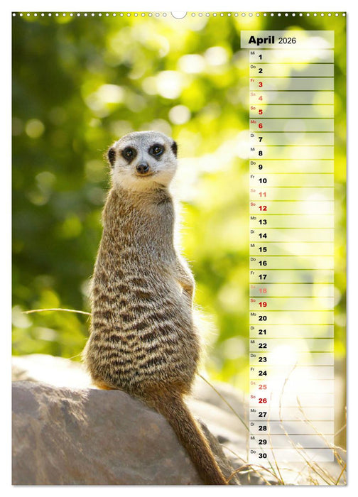 Erdmännchen, putzige Kerlchen mit großen Knopfaugen (CALVENDO Premium Wandkalender 2026)