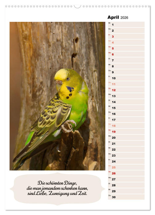 Niedliche Wellensittiche (CALVENDO Premium Wandkalender 2026)