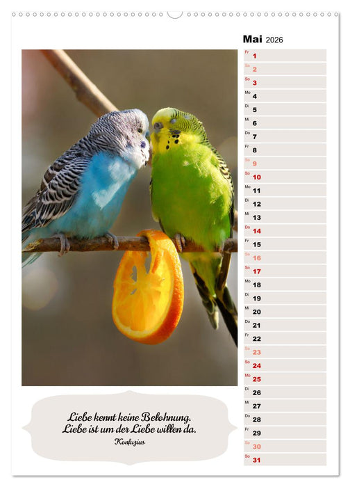 Niedliche Wellensittiche (CALVENDO Premium Wandkalender 2026)