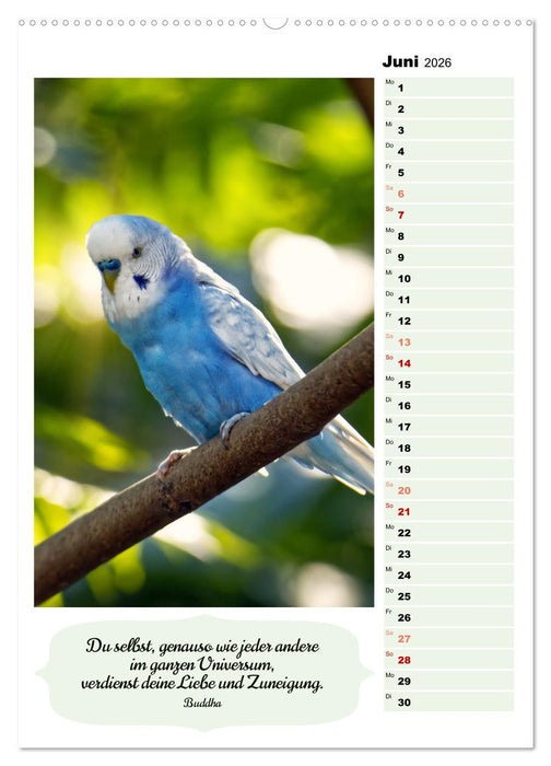 Niedliche Wellensittiche (CALVENDO Premium Wandkalender 2026)