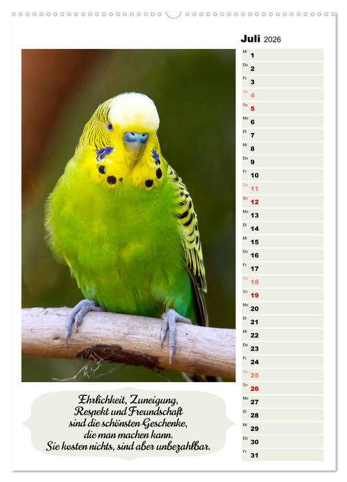 Niedliche Wellensittiche (CALVENDO Premium Wandkalender 2026)