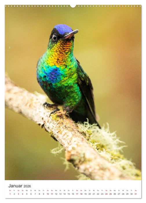 Leben im Regenwald (CALVENDO Premium Wandkalender 2026)