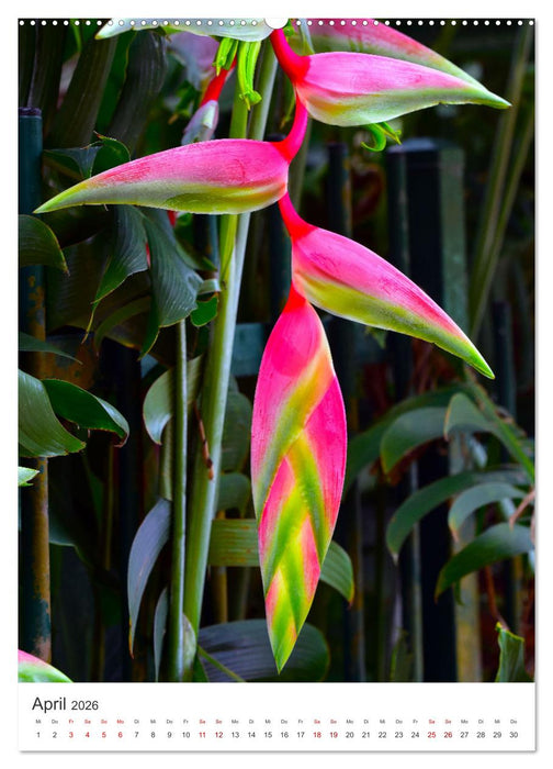 Leben im Regenwald (CALVENDO Premium Wandkalender 2026)