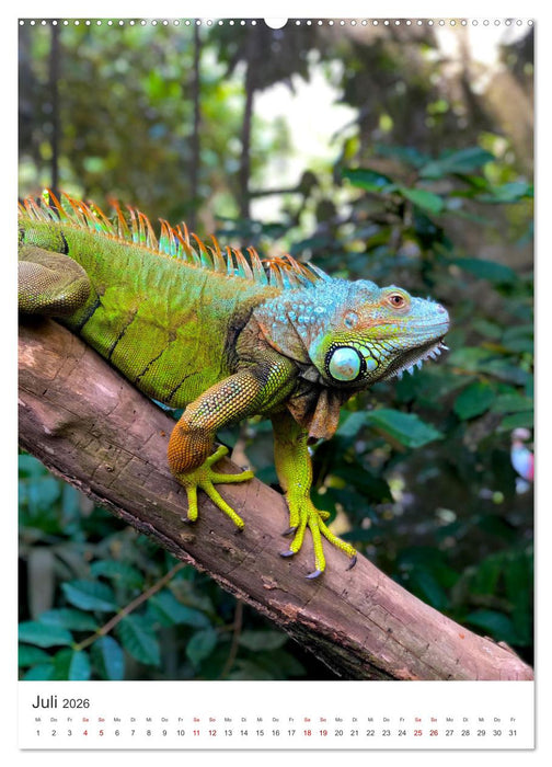 Leben im Regenwald (CALVENDO Premium Wandkalender 2026)