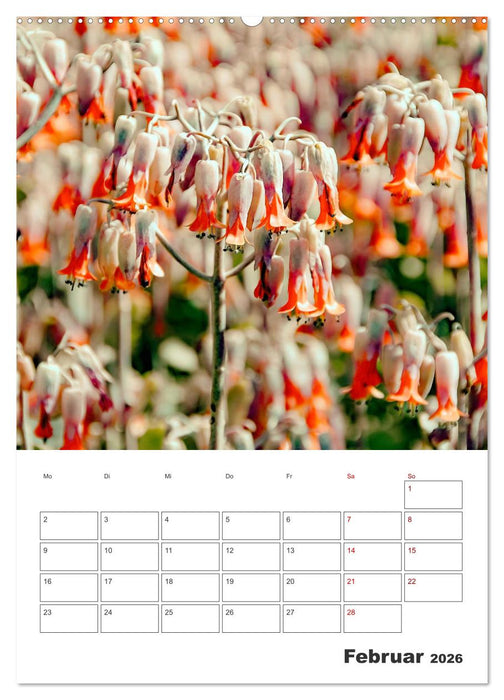 Dornige Schönheiten - Kakteen und Sukkulenten (CALVENDO Premium Wandkalender 2026)