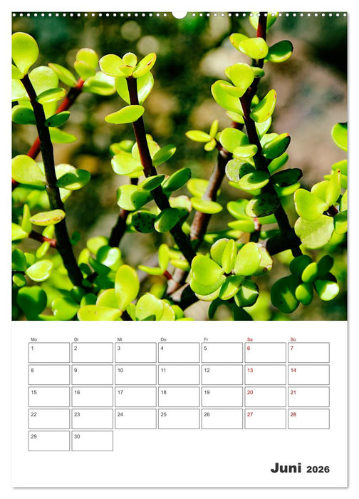 Dornige Schönheiten - Kakteen und Sukkulenten (CALVENDO Premium Wandkalender 2026)