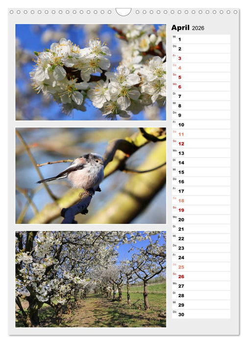 Zauberhafte Farben der Natur (CALVENDO Wandkalender 2026)