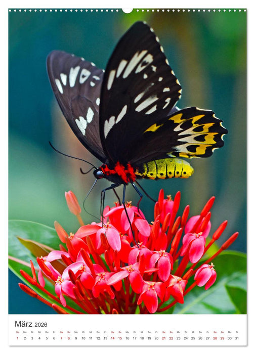 Leben im Regenwald (CALVENDO Wandkalender 2026)