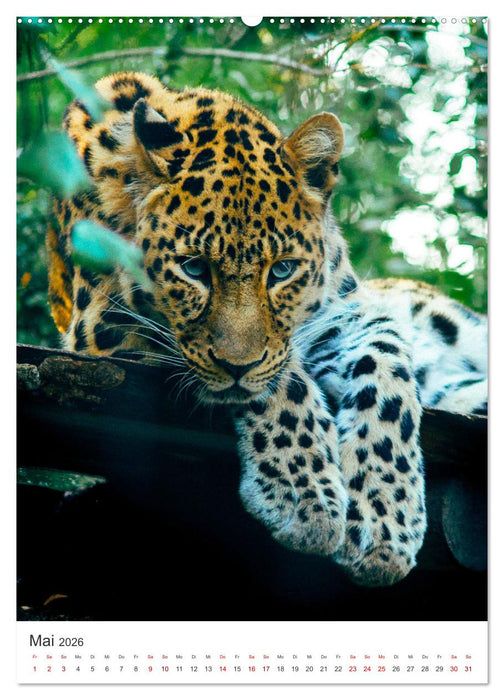 Leben im Regenwald (CALVENDO Wandkalender 2026)