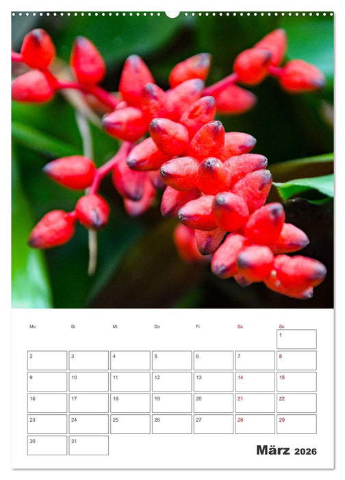 Dornige Schönheiten - Kakteen und Sukkulenten (CALVENDO Wandkalender 2026)