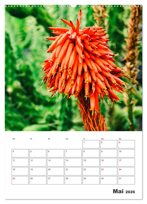 Dornige Schönheiten - Kakteen und Sukkulenten (CALVENDO Wandkalender 2026)