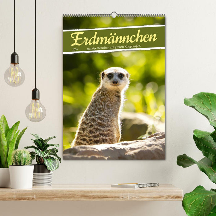 Erdmännchen, putzige Kerlchen mit großen Knopfaugen (CALVENDO Wandkalender 2026)