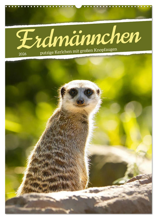 Erdmännchen, putzige Kerlchen mit großen Knopfaugen (CALVENDO Wandkalender 2026)