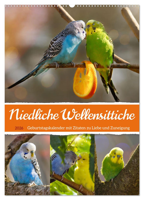 Niedliche Wellensittiche (CALVENDO Wandkalender 2026)