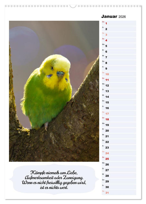 Niedliche Wellensittiche (CALVENDO Wandkalender 2026)