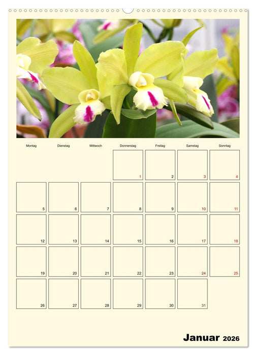 Orchideenträume (CALVENDO Premium Wandkalender 2026)