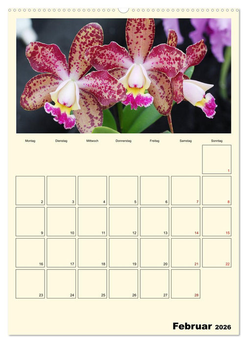 Orchideenträume (CALVENDO Premium Wandkalender 2026)