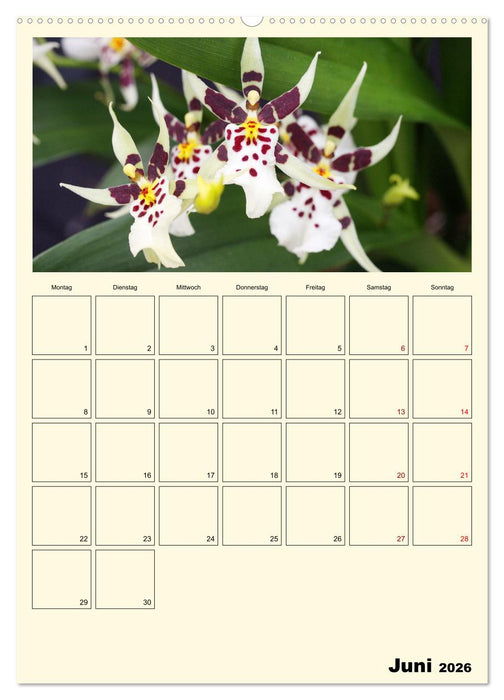 Orchideenträume (CALVENDO Premium Wandkalender 2026)