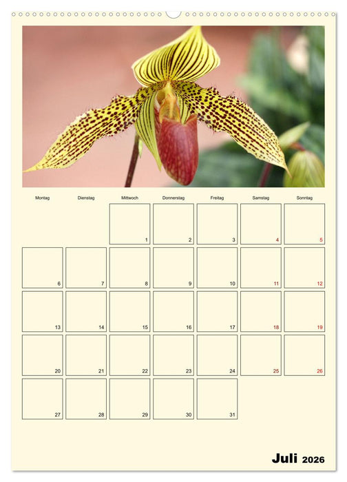 Orchideenträume (CALVENDO Premium Wandkalender 2026)