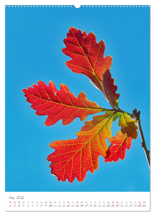 Das Symbol der Ewigkeit (CALVENDO Premium Wandkalender 2026)