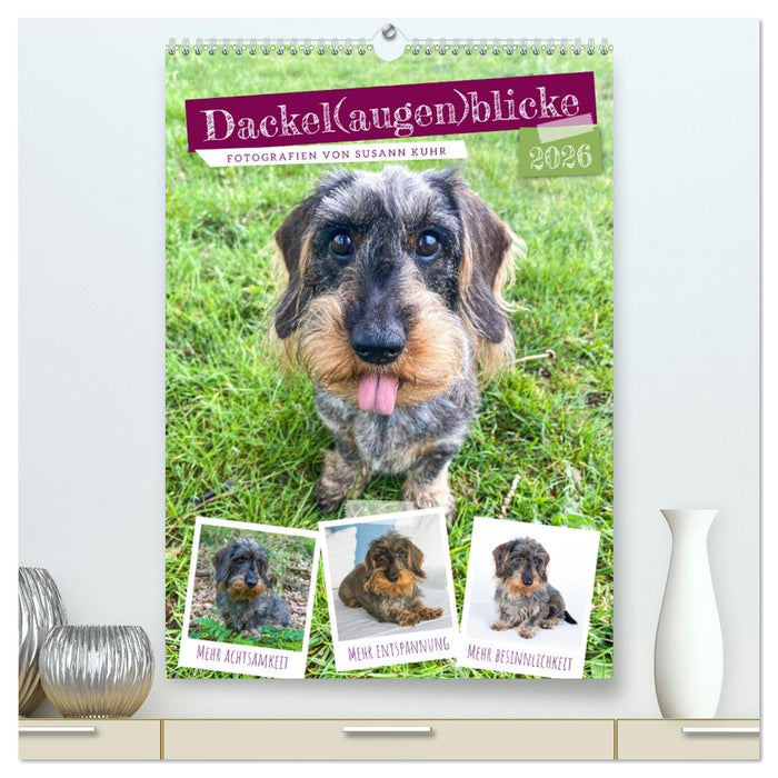 Dackel(augen)blicke (CALVENDO Premium Wandkalender 2026)