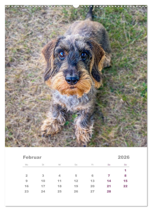 Dackel(augen)blicke (CALVENDO Premium Wandkalender 2026)