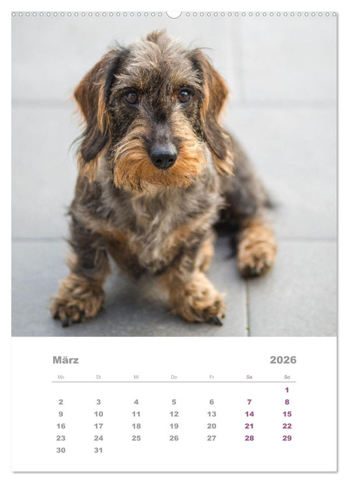 Dackel(augen)blicke (CALVENDO Premium Wandkalender 2026)