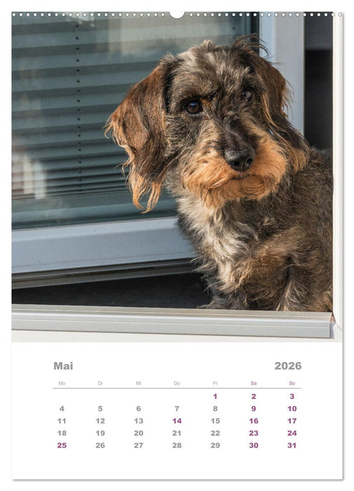 Dackel(augen)blicke (CALVENDO Premium Wandkalender 2026)