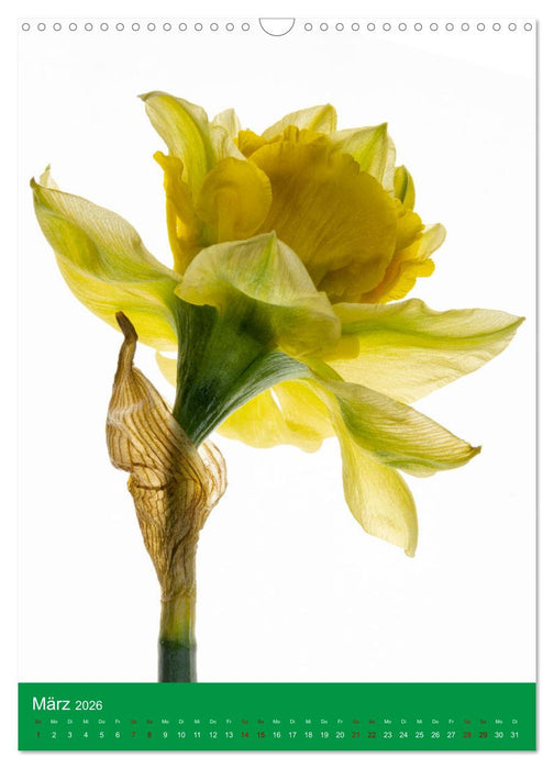Natürlich Blumen. (CALVENDO Wandkalender 2026)